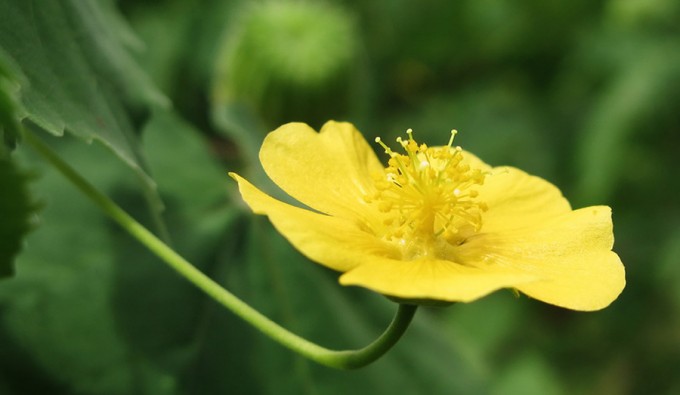 INDIAN MALLOW