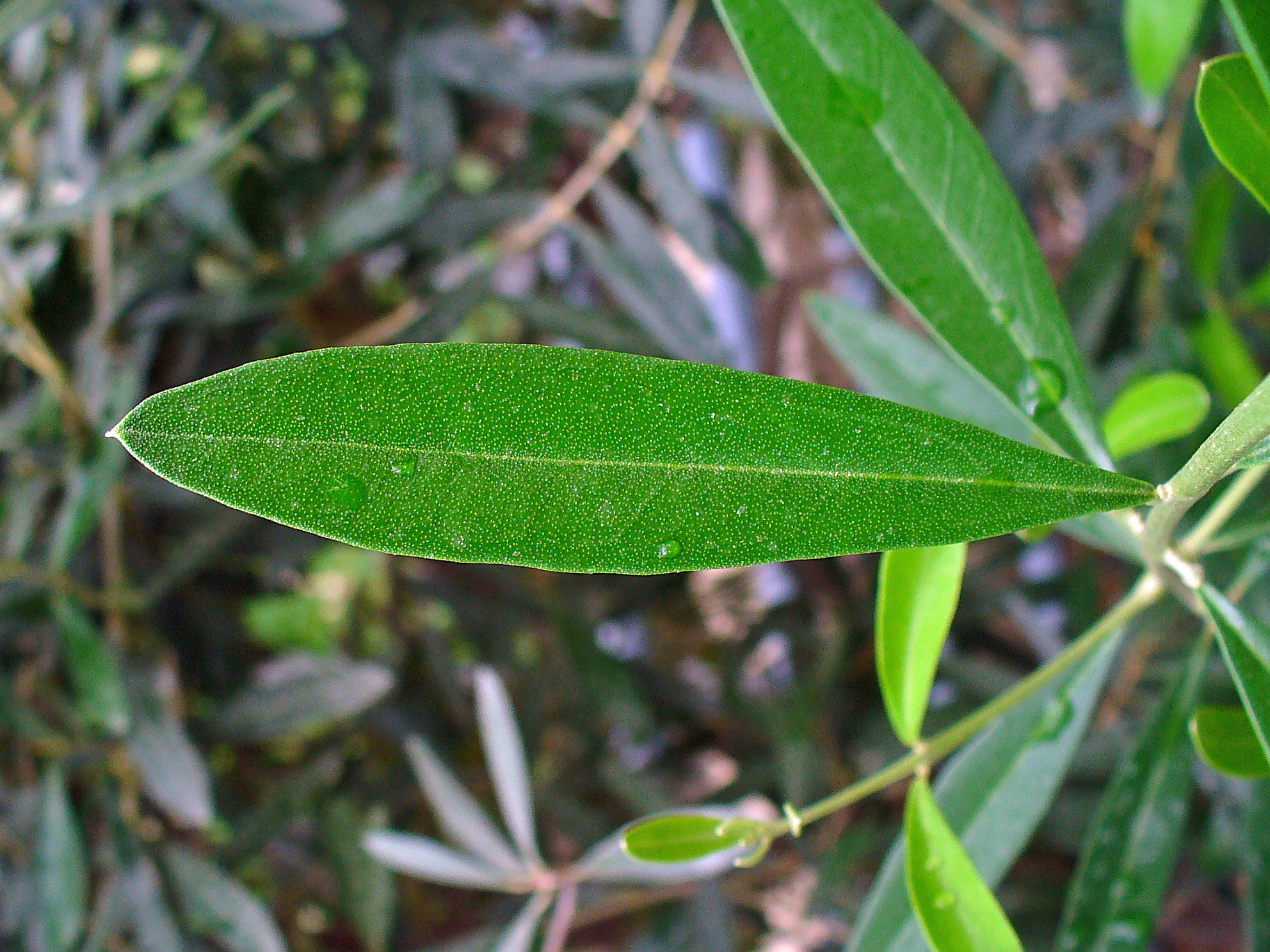 OLIVE LEAF