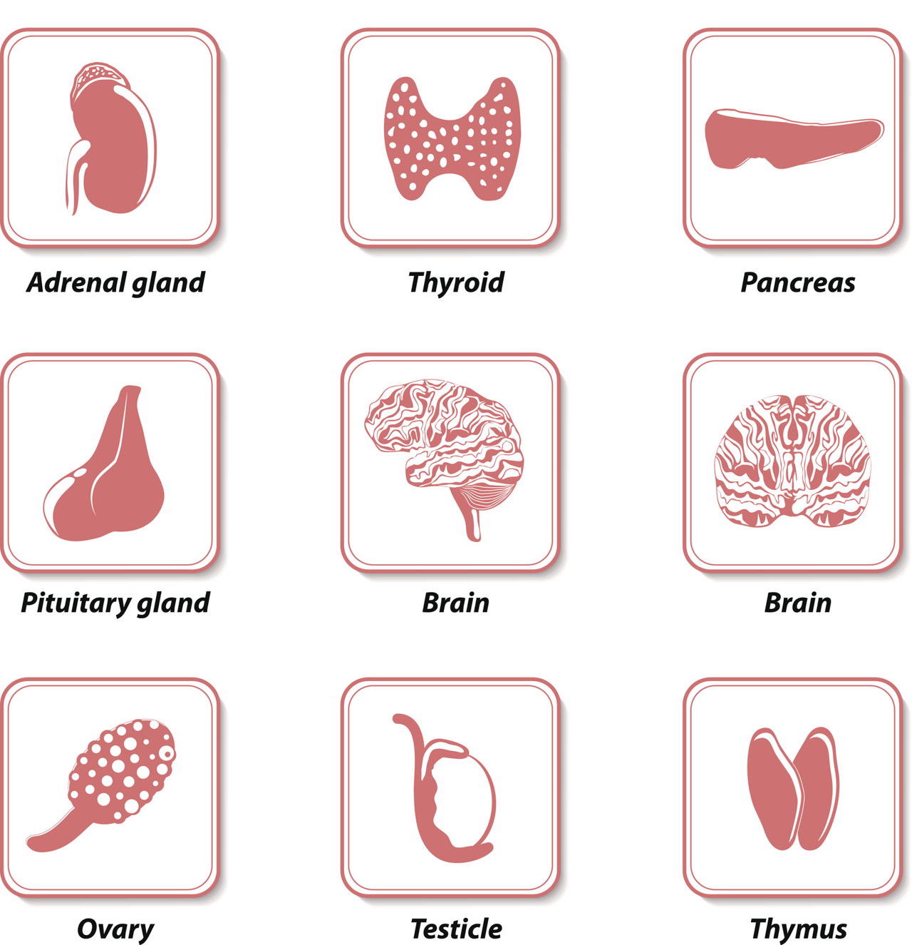GET TO KNOW YOUR GLANDS
