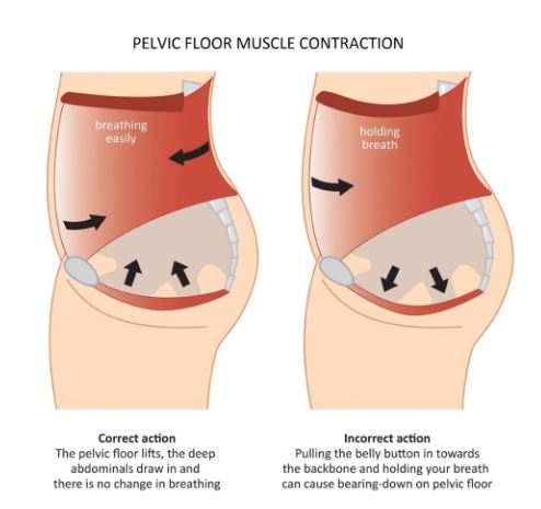 pelvic floor muscle