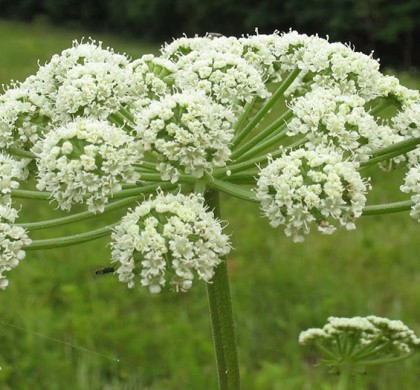 ANGELICA