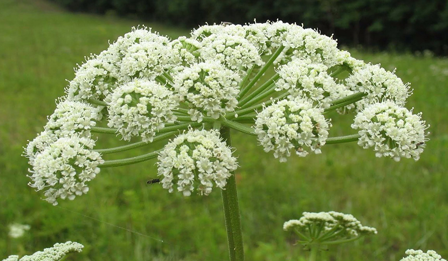 ANGELICA