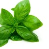 basil_v0