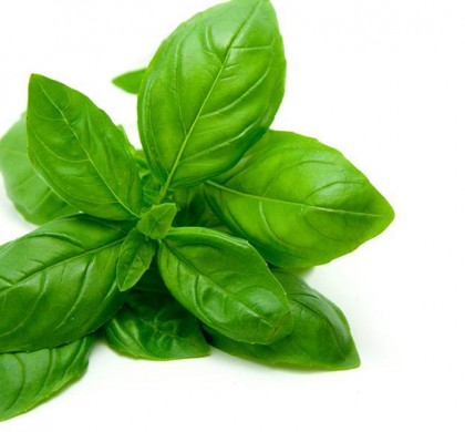 BASIL