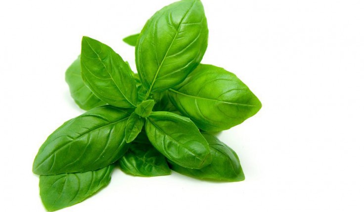 basil_v0