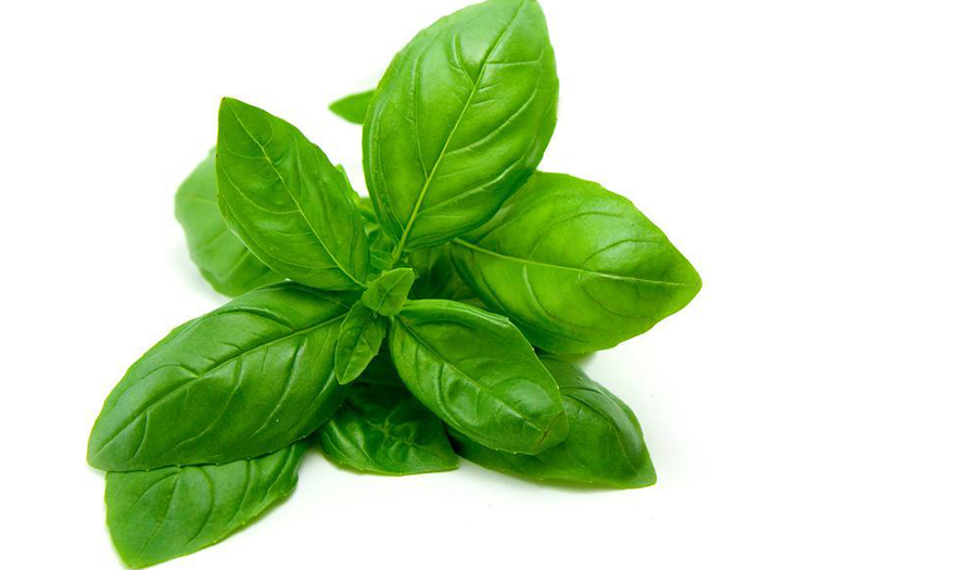 BASIL