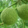 black_walnut_hull_v0