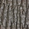 camphor_v0
