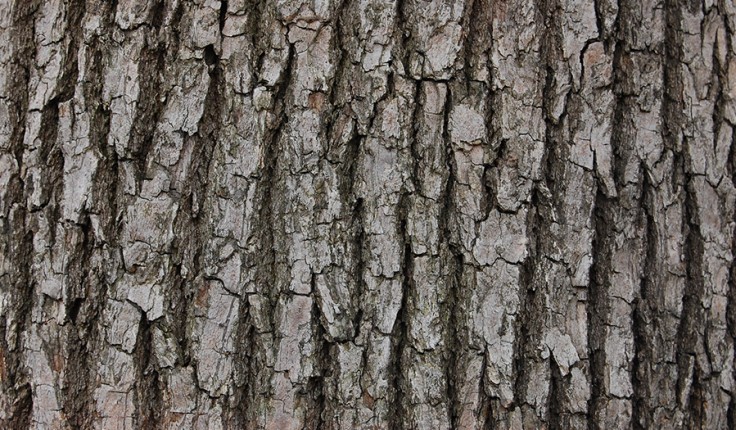 camphor_v0