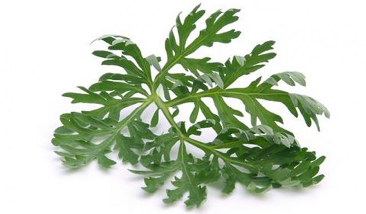 wormwood_v0