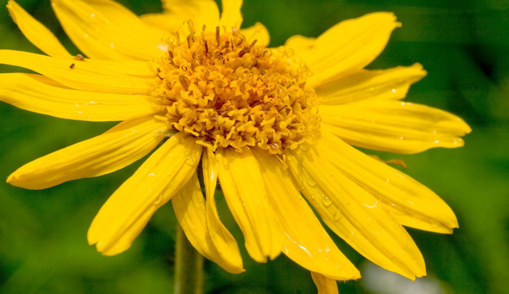 ARNICA