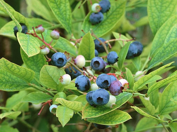 BILBERRY