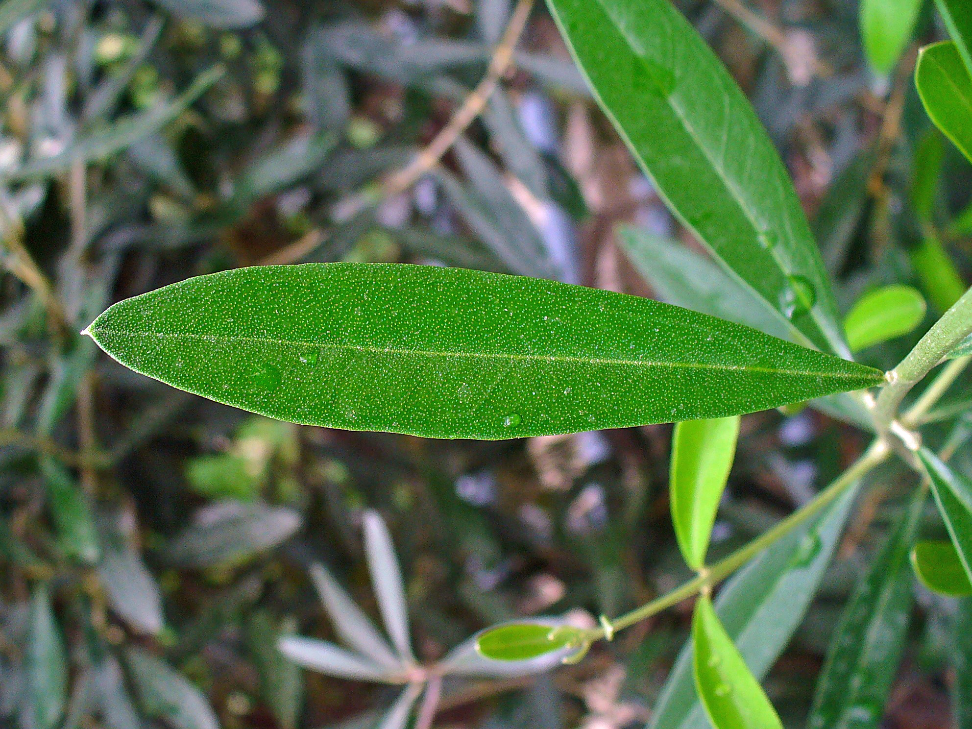 OLIVE LEAF