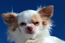 CONSTIPATION IN PETS