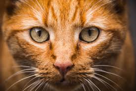 DIARRHEA IN PETS