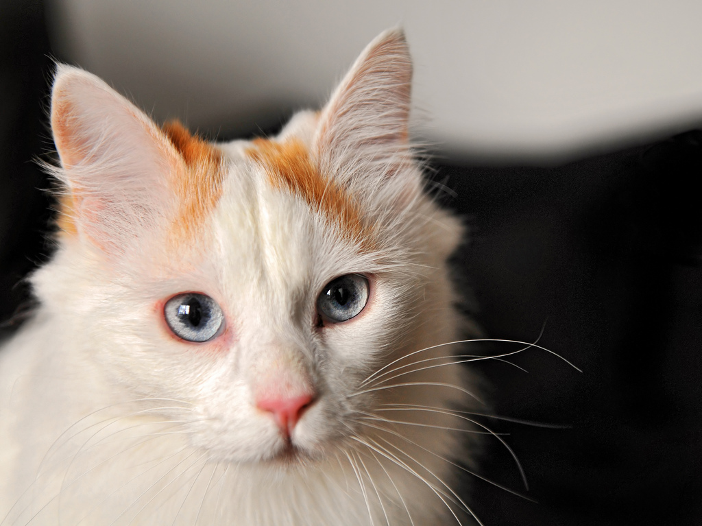 HAIRBALLS: IS YOUR CAT SPITTING OUT WAY TOO MANY OF THEM?