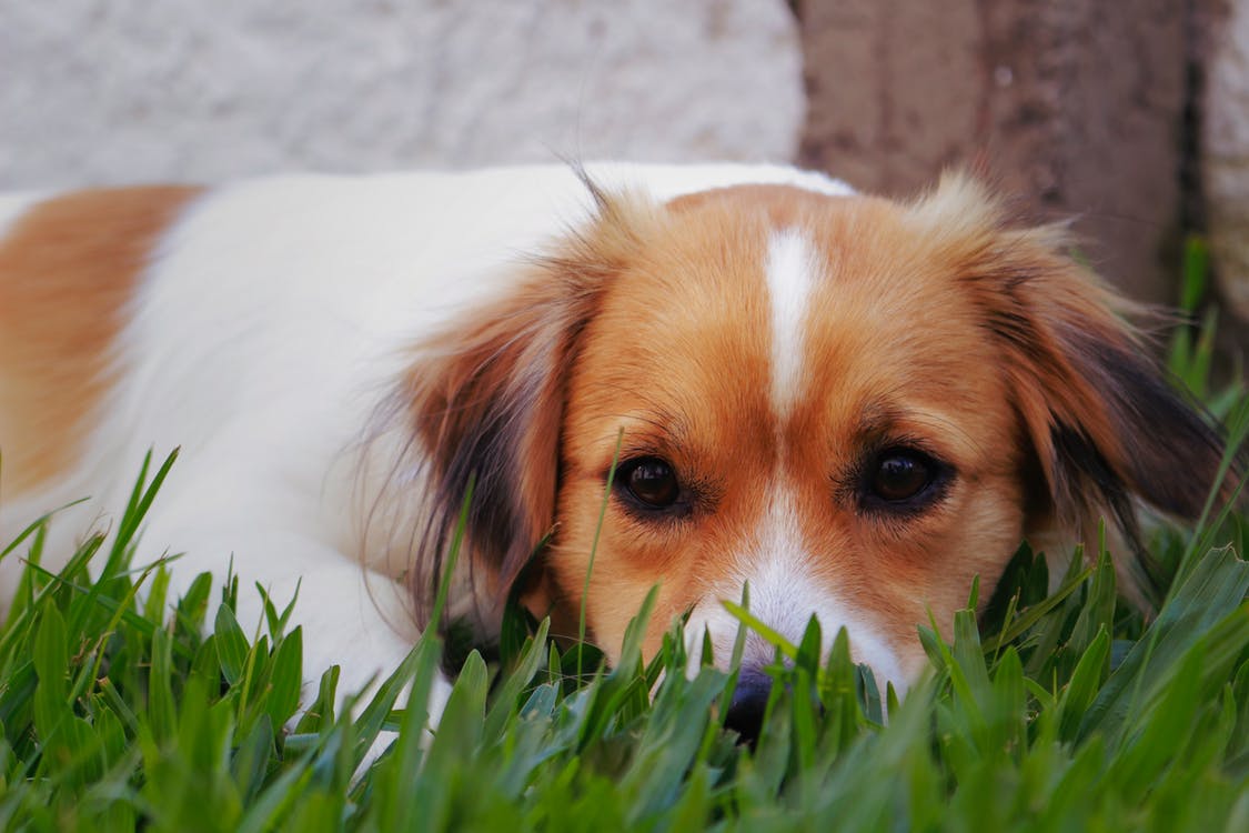 IS MY PET ALLERGIC TO SOMETHING