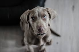 IS YOUR PET SUFFERING FROM MOTION SICKNESS?
