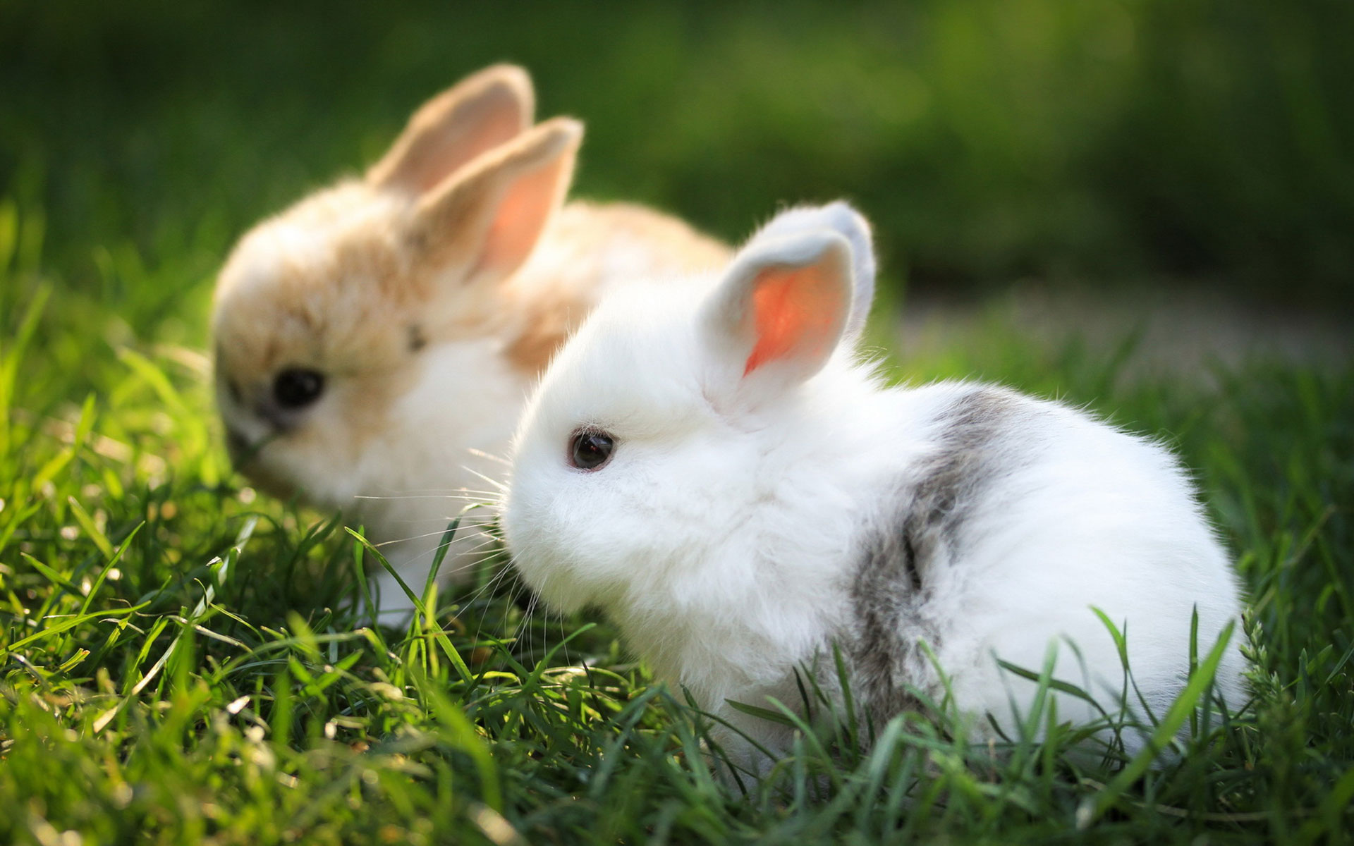 NATURAL PET FOOD 101