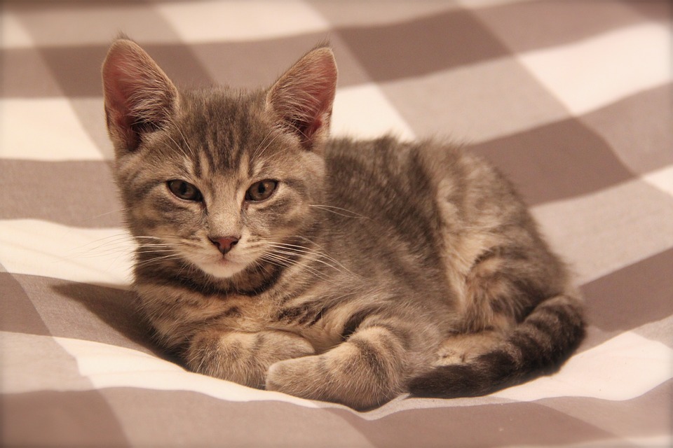 WHY IS RAW FOOD BETTER FOR MY PET