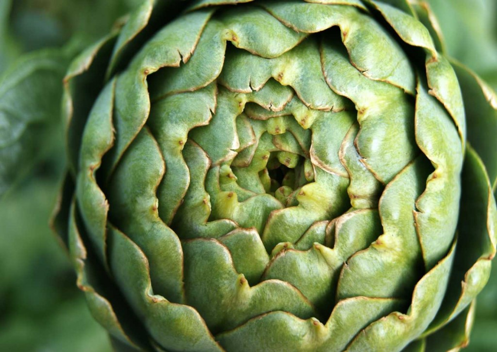 Artichoke tea