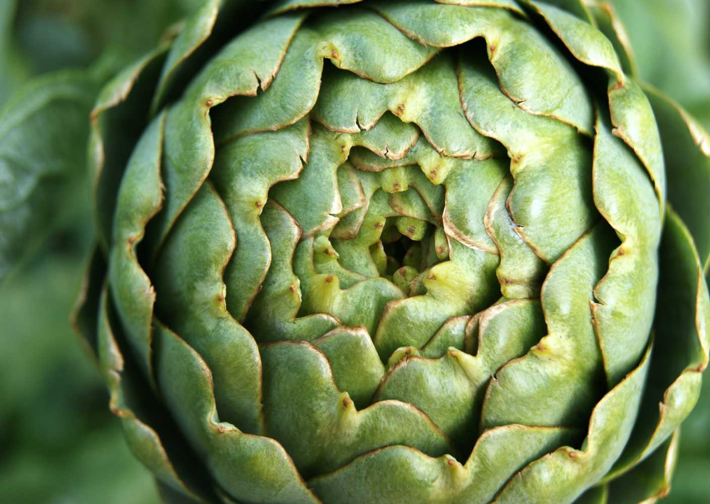 ARTICHOKE TEA