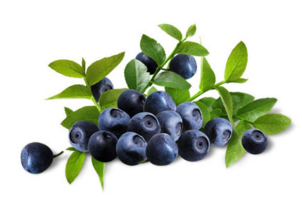 BILBERRY (HUCKLEBERRY)