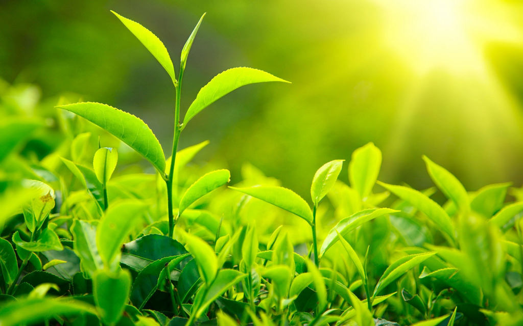 Keys of Knowing Your Teas by Function