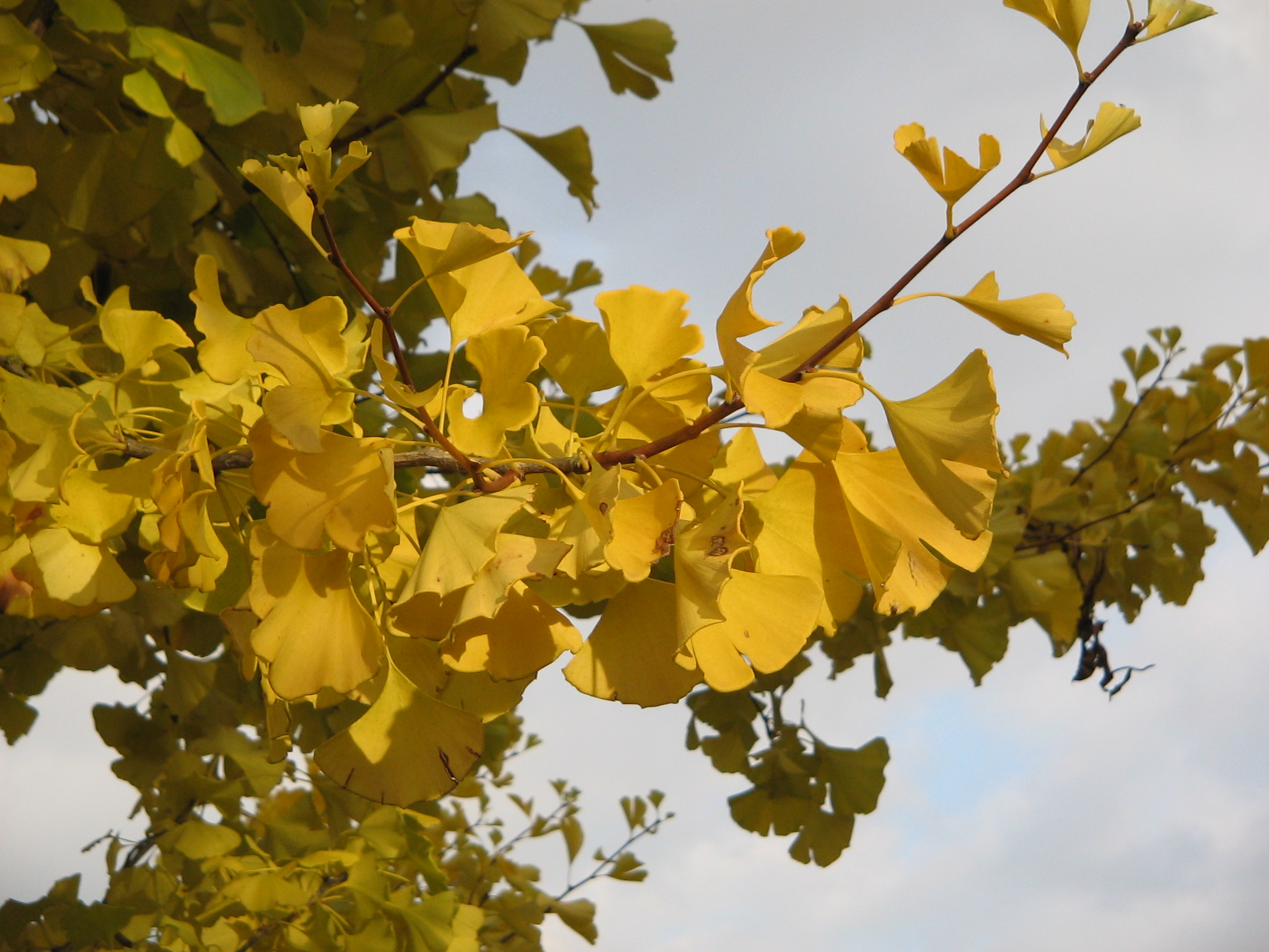 GINKGO BILOBA