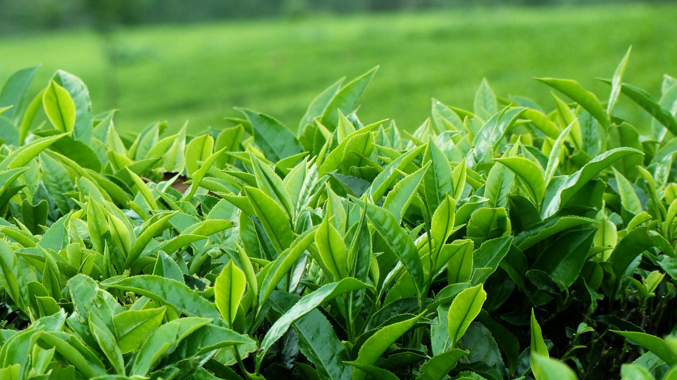 GREEN TEA