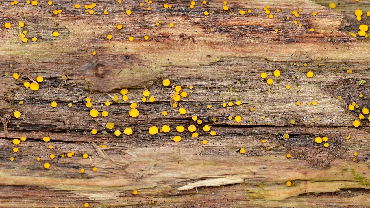 WHAT’S UP WITH RECURRING VAGINAL YEAST INFECTIONS?