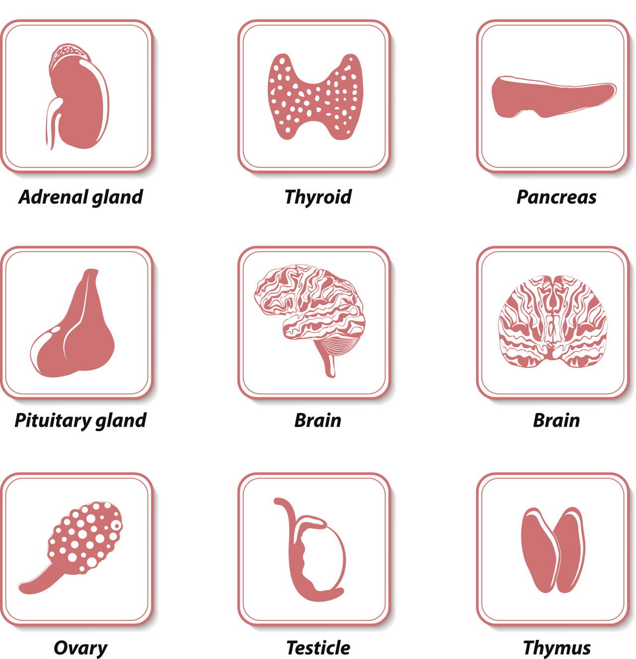 GET TO KNOW YOUR GLANDS